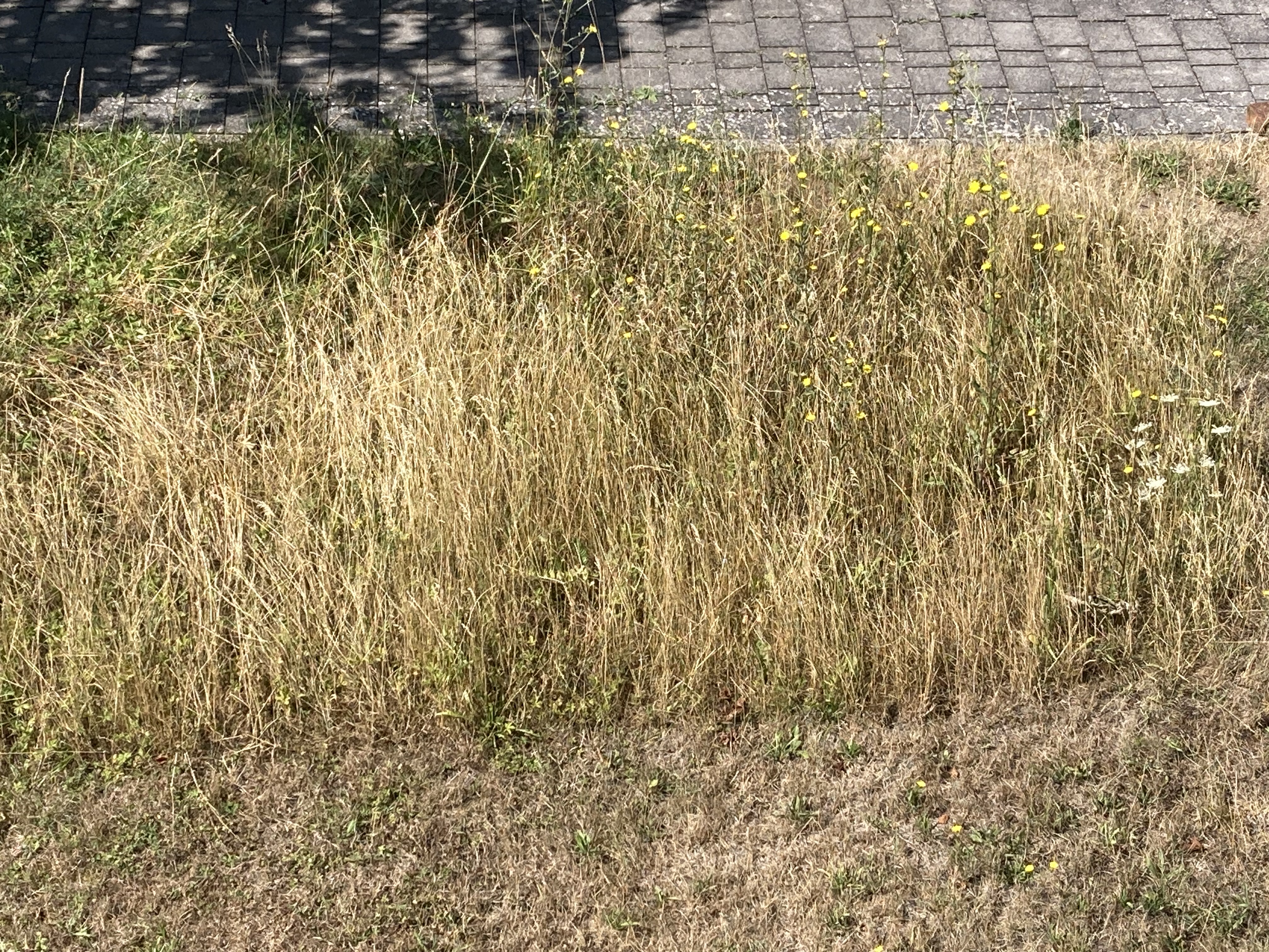 Hitzeschutzplan für Bad Windsheim