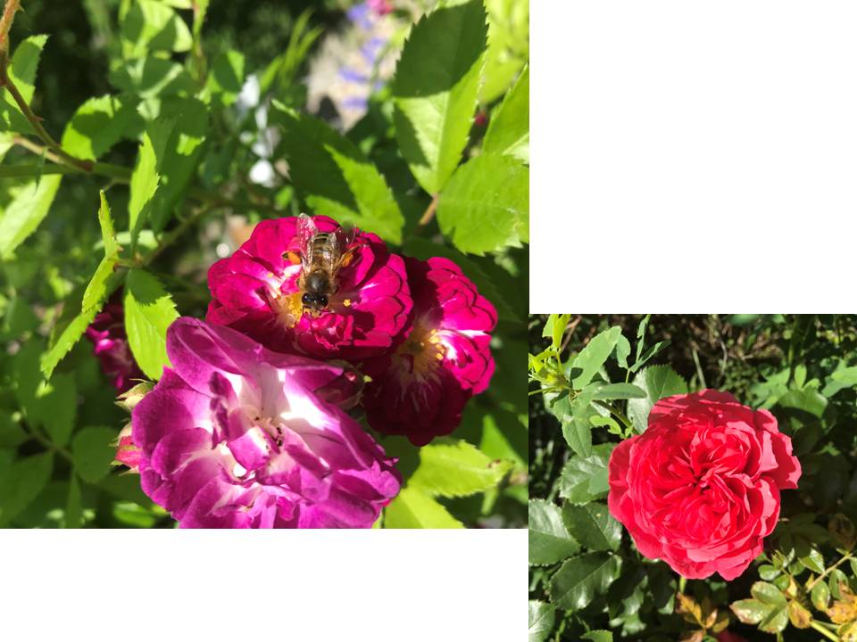 Durch die grüne Brille gesehen ...