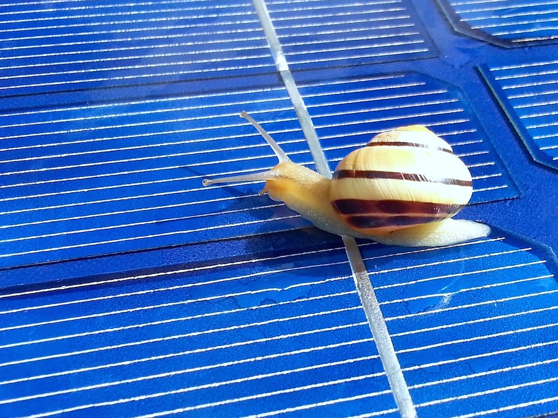 Durch die grüne Brille gesehen ...