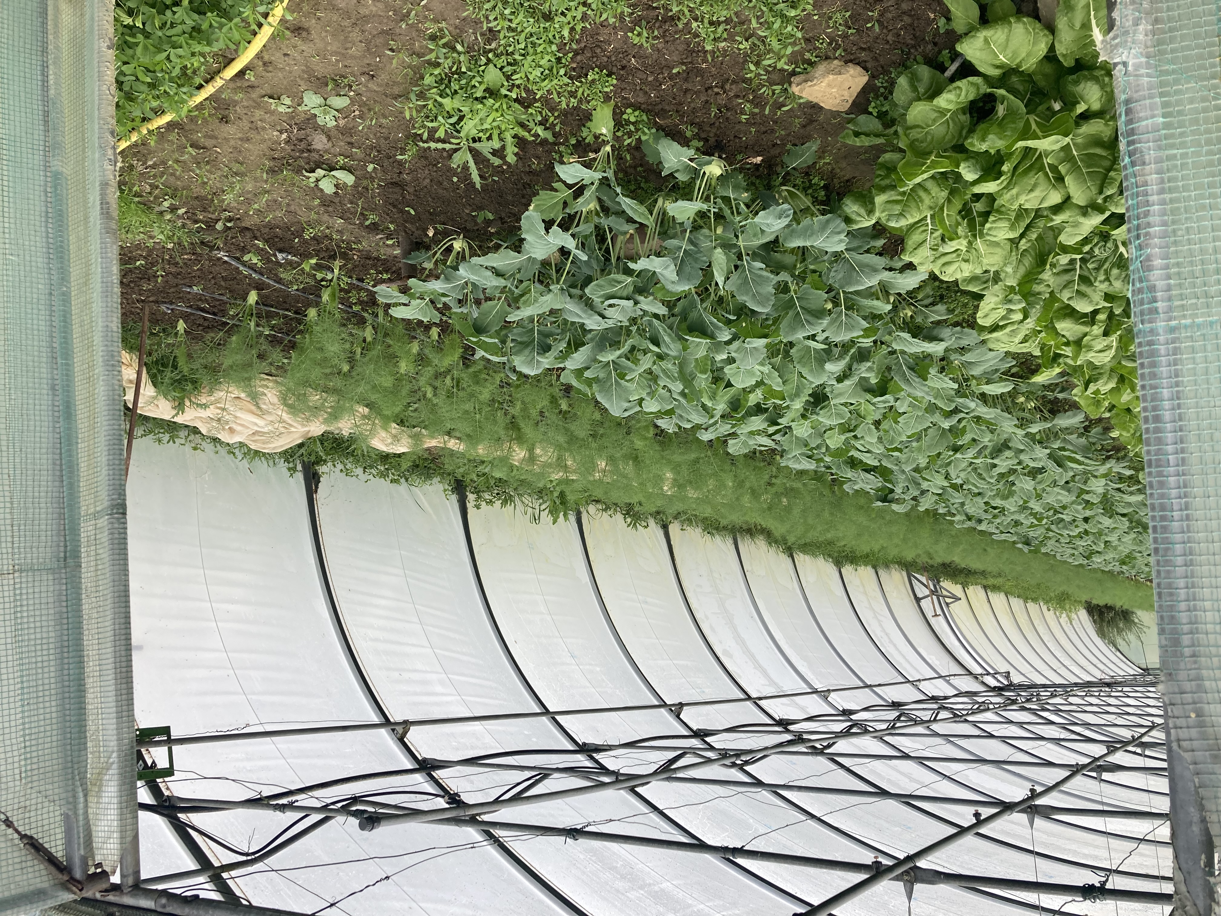 Besichtigung Demeter Gärtnerhof Reginswind