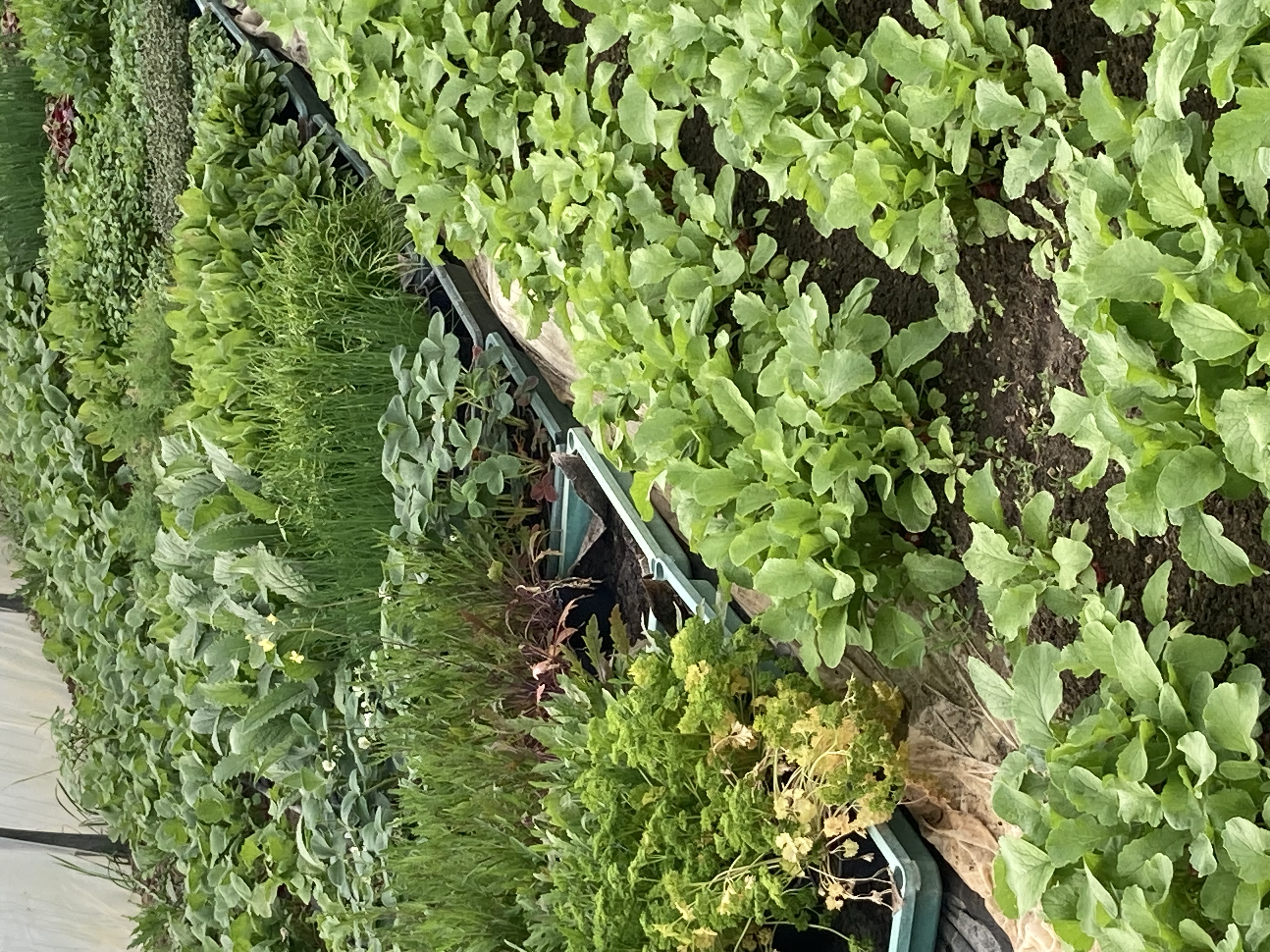 Besichtigung Demeter Gärtnerhof Reginswind