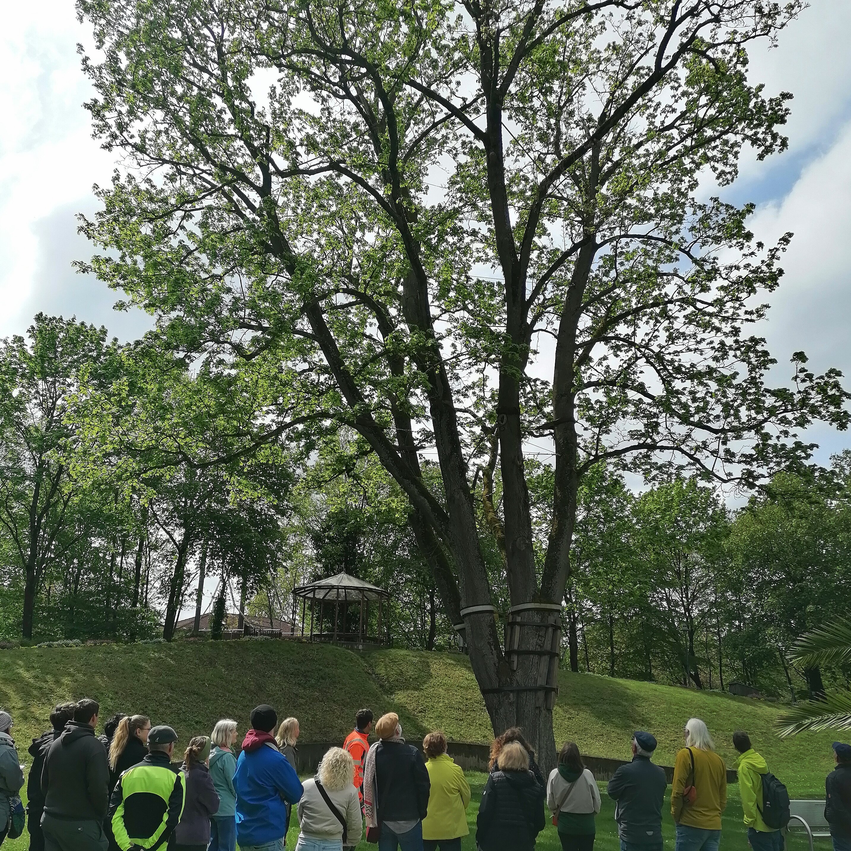 Walk & Talk Stadtgrün zeigt Bedeutung der urbanen Vegetation