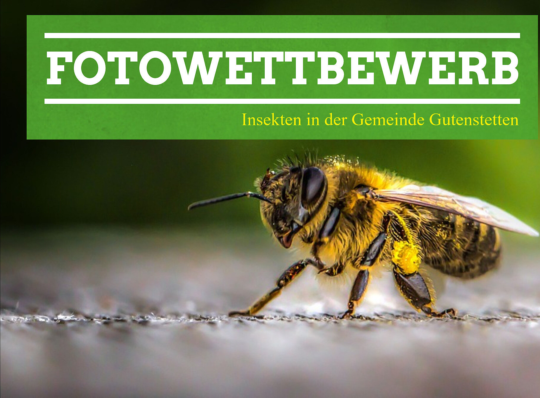 Fotowettbewerb: Insekten in der Gemeinde Gutenstetten